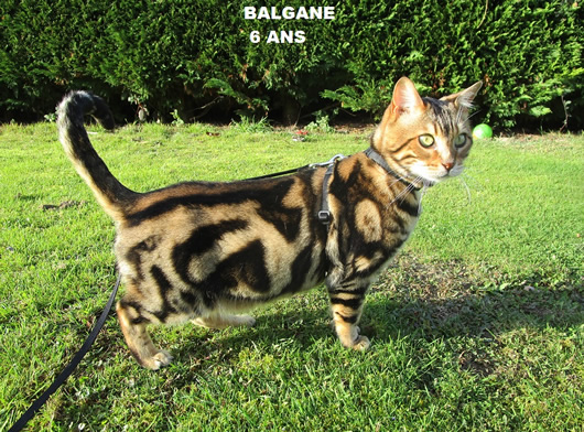 MALE BENGAL